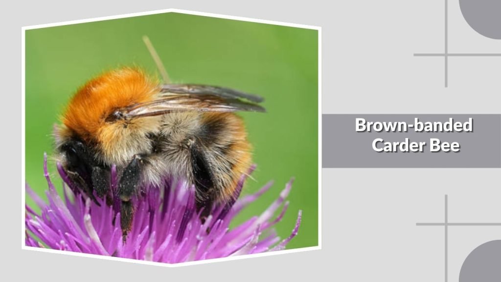 Brown-banded Carder Bee