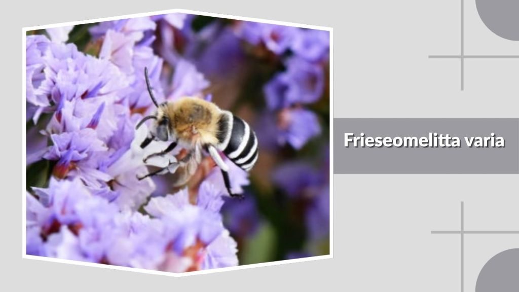 Frieseomelitta varia