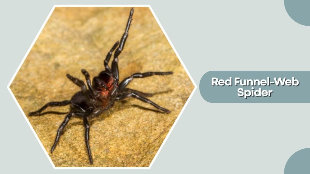 Red Funnel-Web Spider
