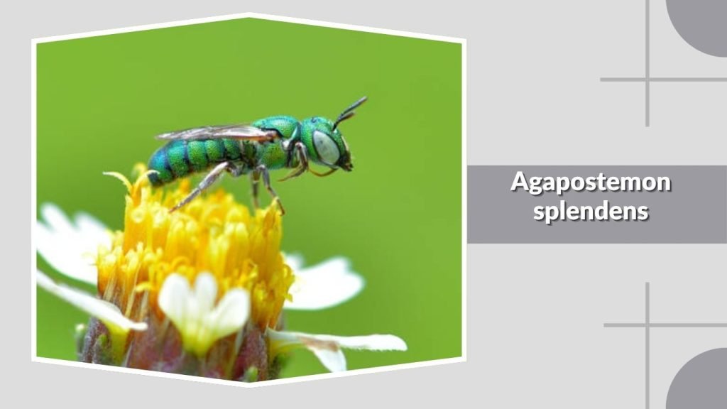  Agapostemon splendens