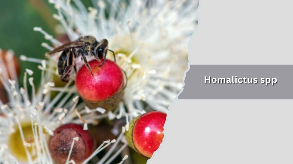  Homalictus spp