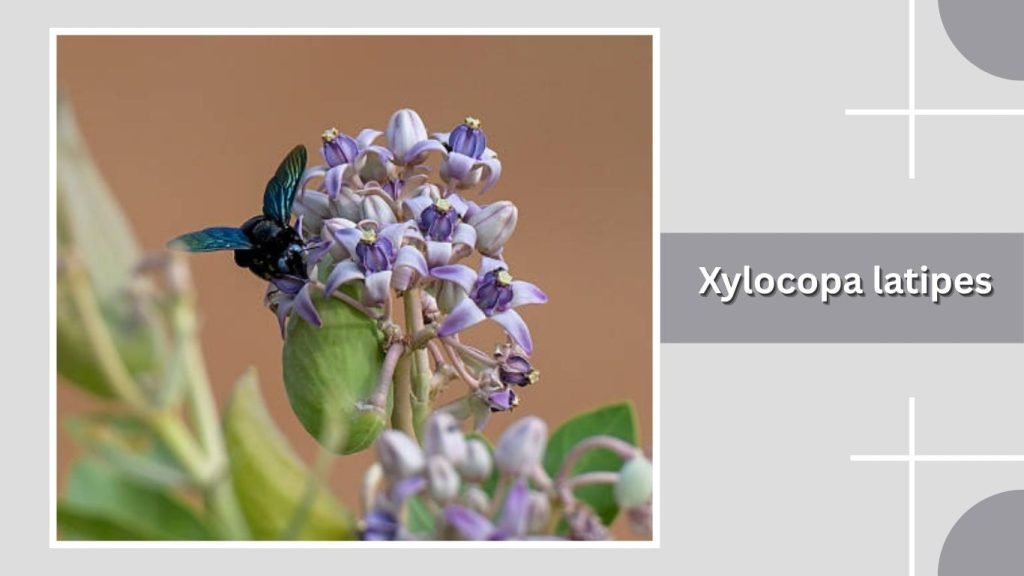 Xylocopa latipes