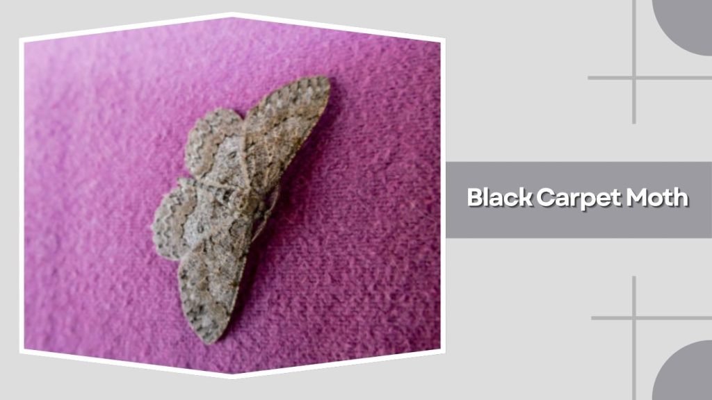 Black Carpet Moth