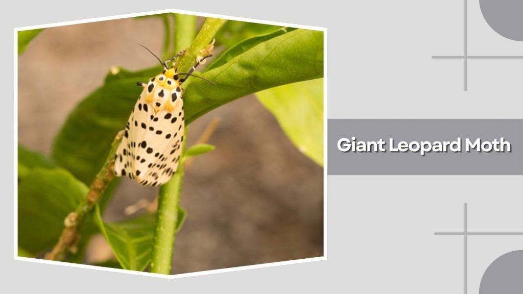  Giant Leopard Moth