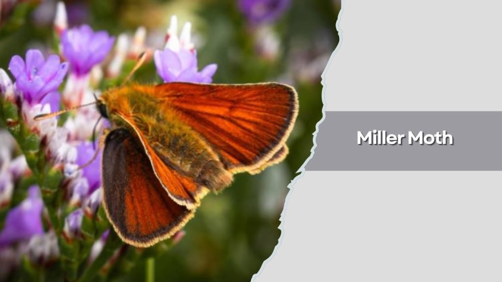  Miller Moth