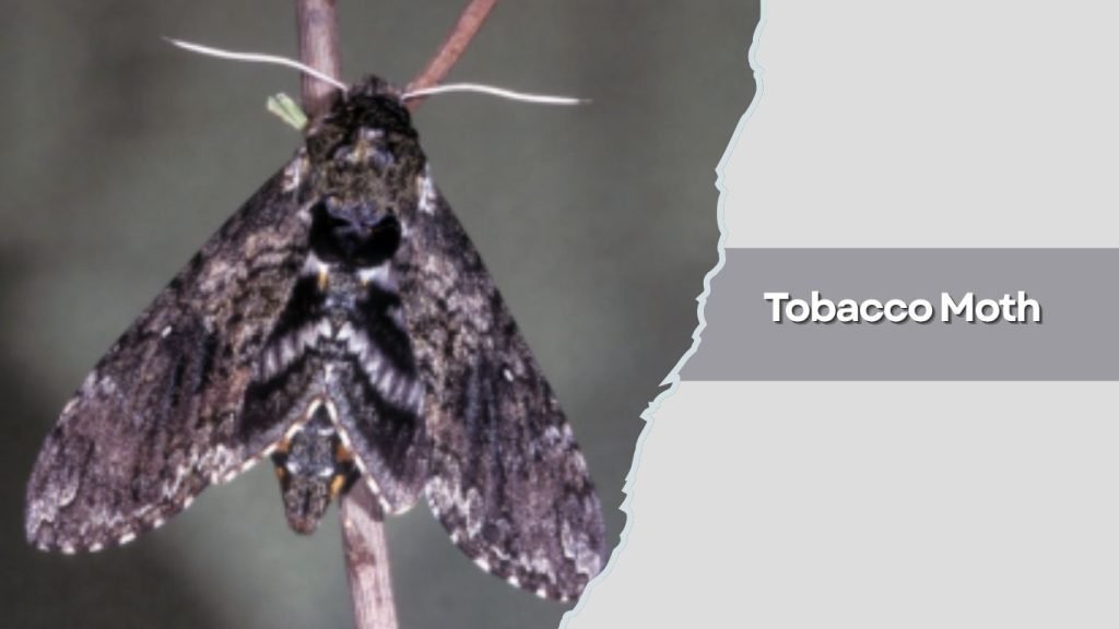 Tobacco Moth