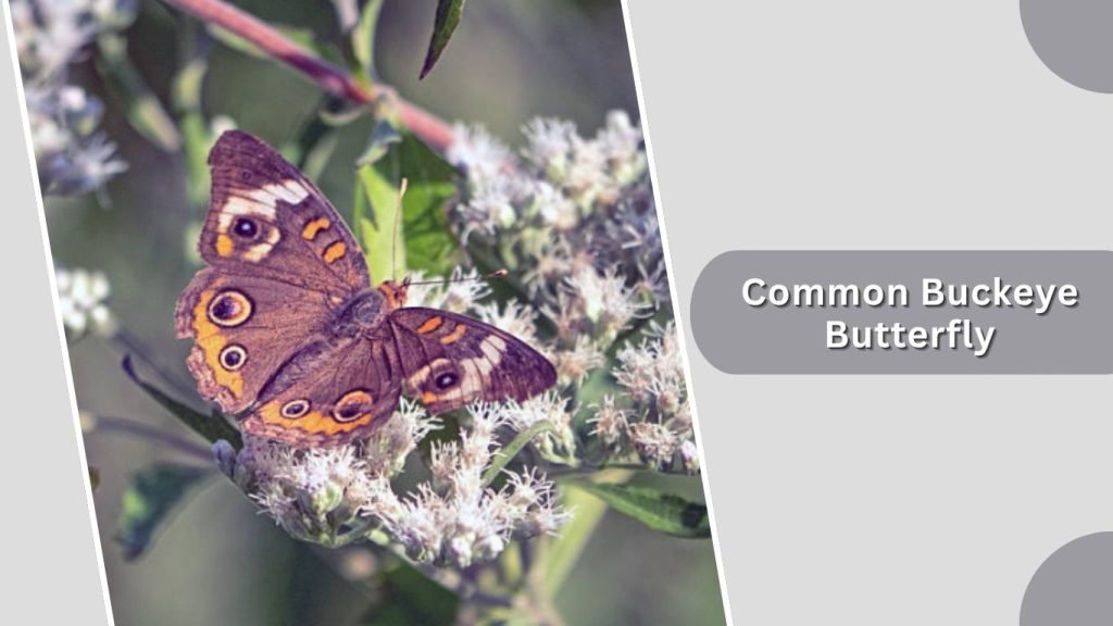 Common Buckeye Butterfly