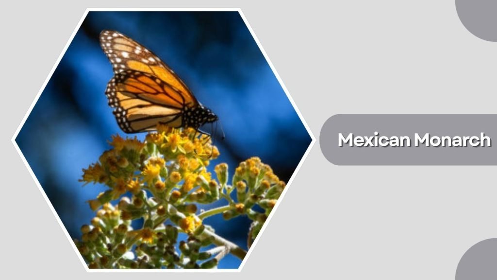  Mexican Monarch