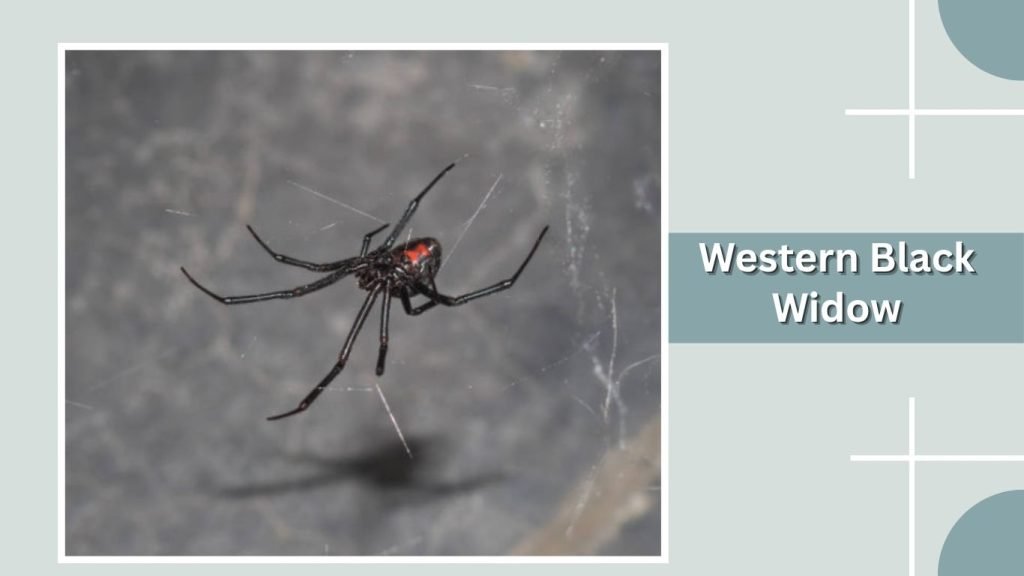 Western Black Widow