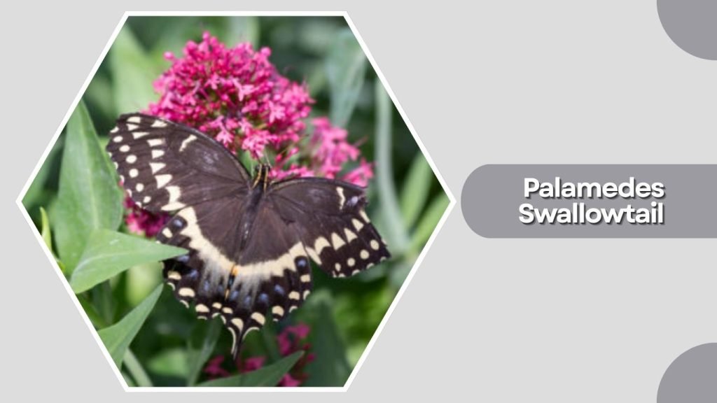  Palamedes Swallowtail