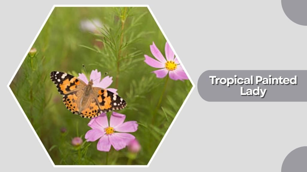 Tropical Painted Lady