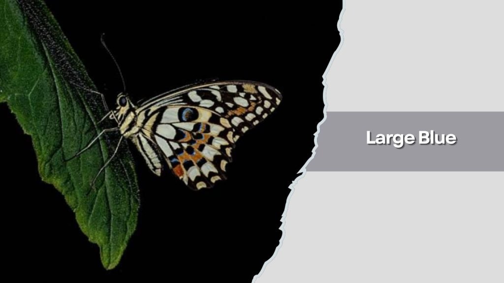 Large Blue