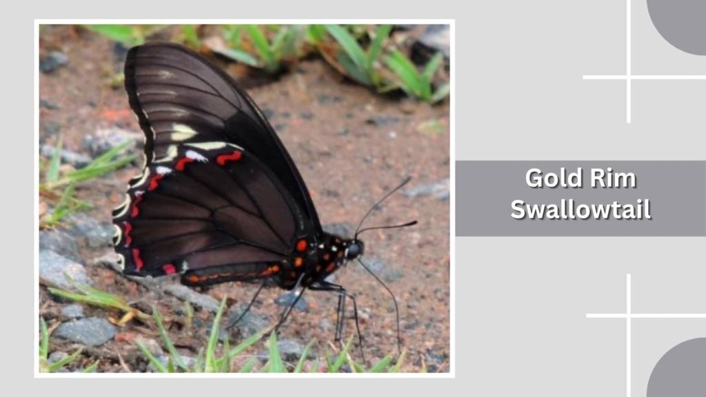  Gold Rim Swallowtail