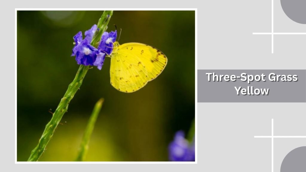  Three-Spot Grass Yellow