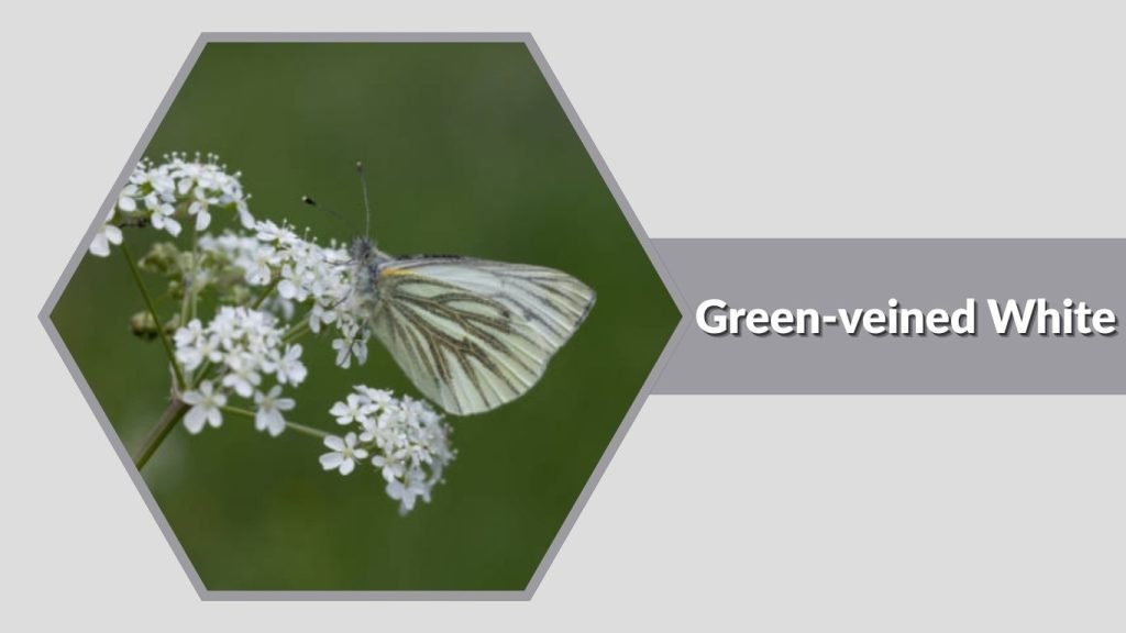  Green-veined White