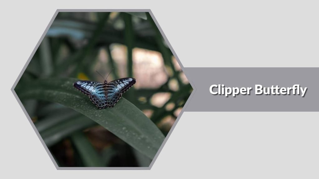 Clipper Butterfly