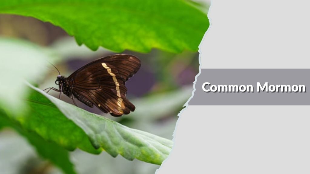 Common Mormon
