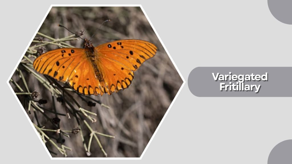 Variegated Fritillary