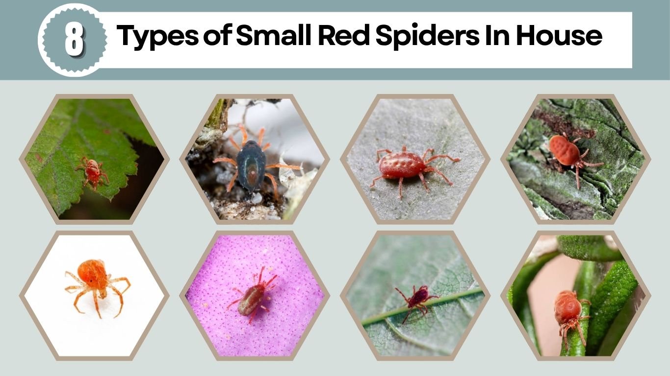 8 Types of Small Red Spiders In House (ID with Picture)