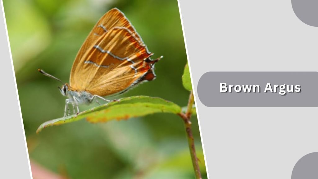 Brown Argus