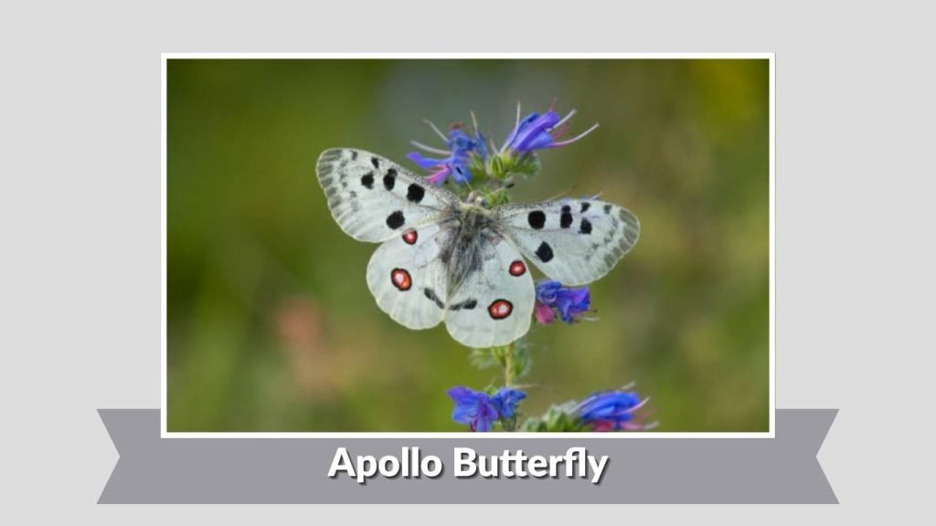 Apollo Butterfly