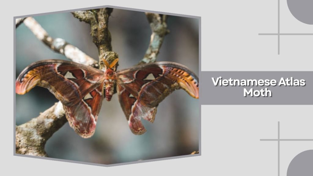 Vietnamese Atlas Moth