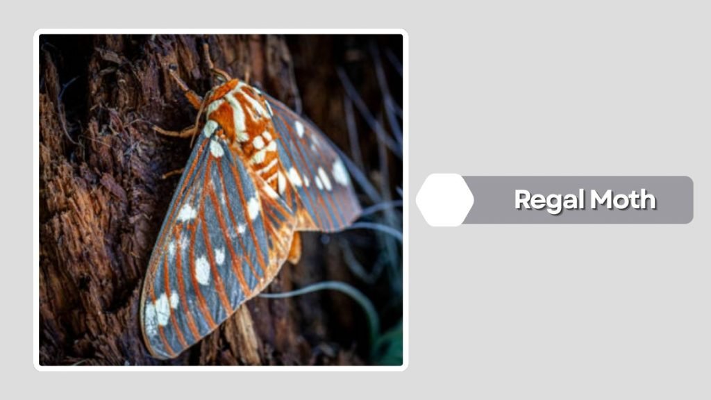 Regal Moth