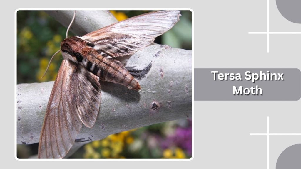Tersa Sphinx Moth