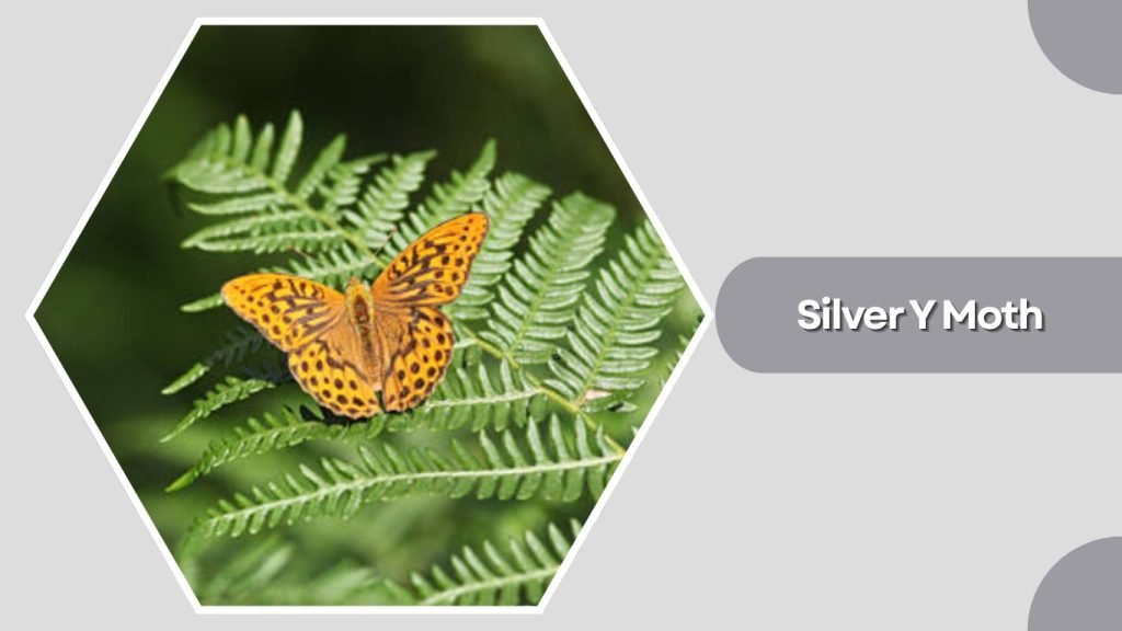 Silver Y Moth