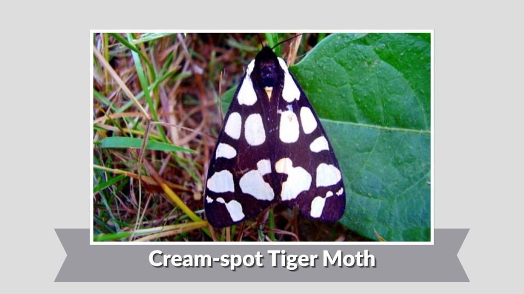 Cream-spot Tiger Moth