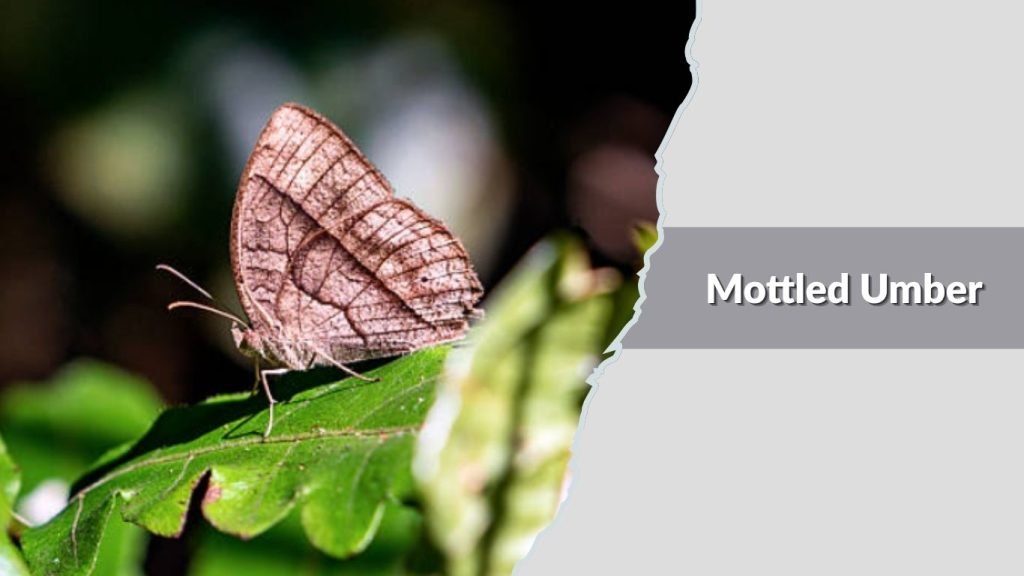 Mottled Umber