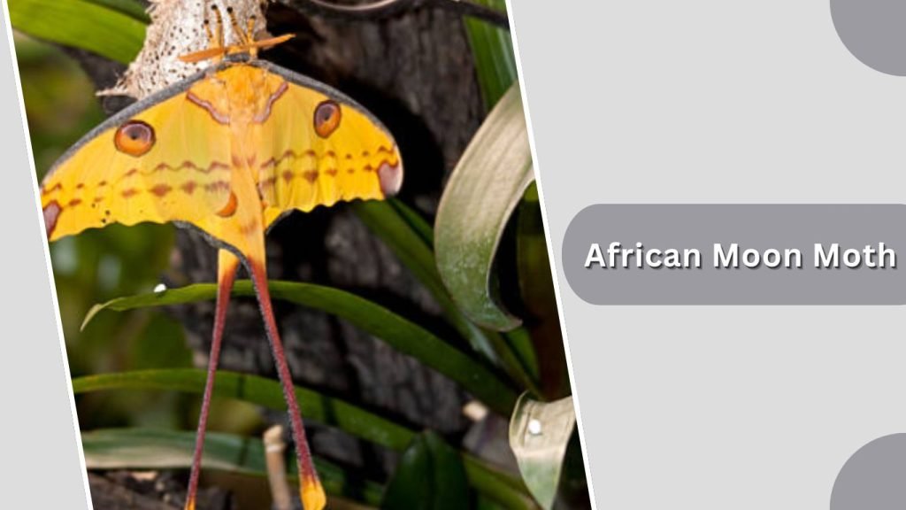 African Moon Moth
