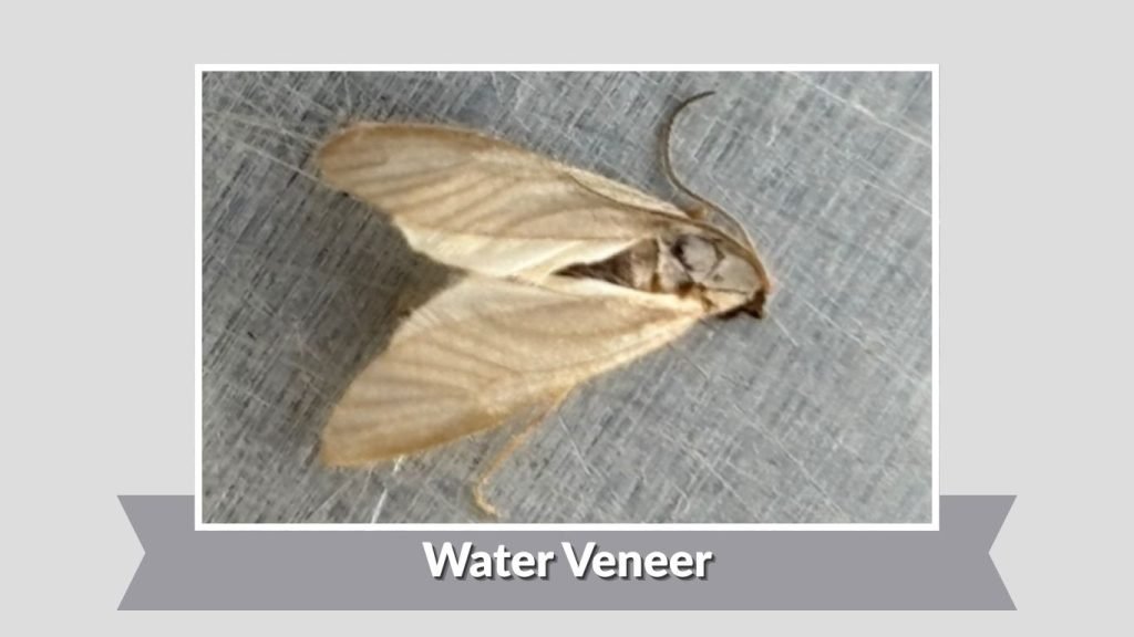  Water Veneer