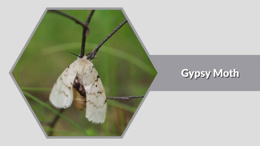 Gypsy Moth