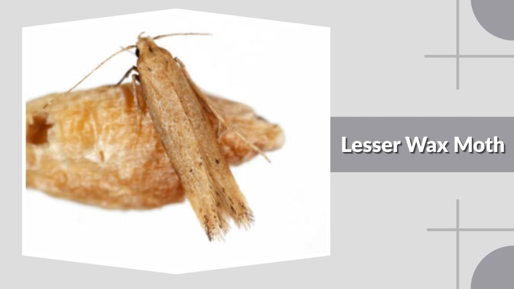  Lesser Wax Moth