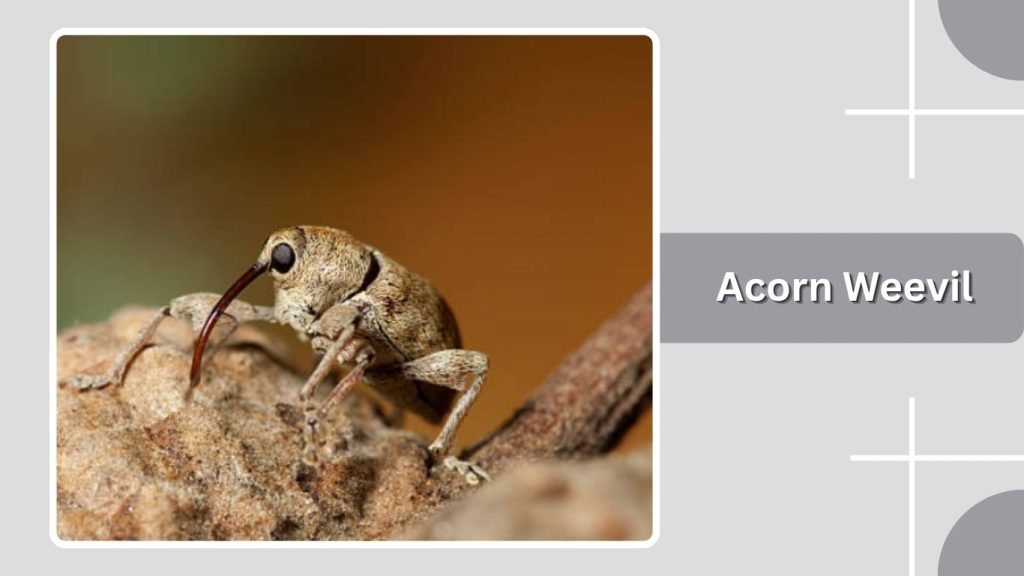  Acorn Weevil