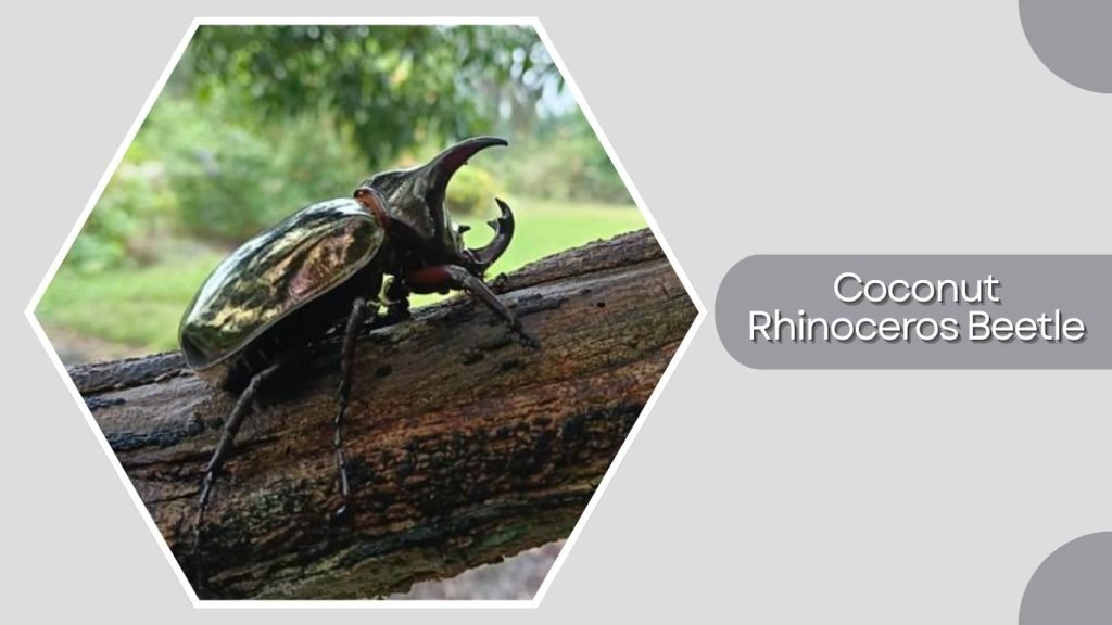 Coconut Rhinoceros Beetle