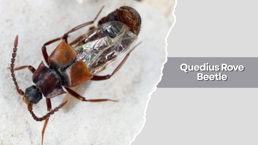  Quedius Rove Beetle