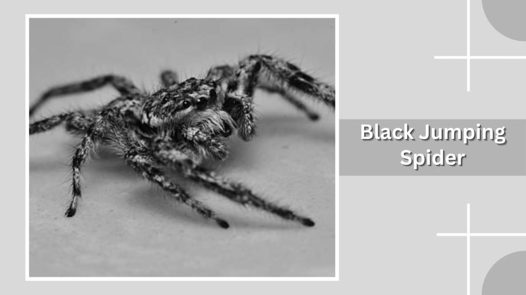 Black Jumping Spider
