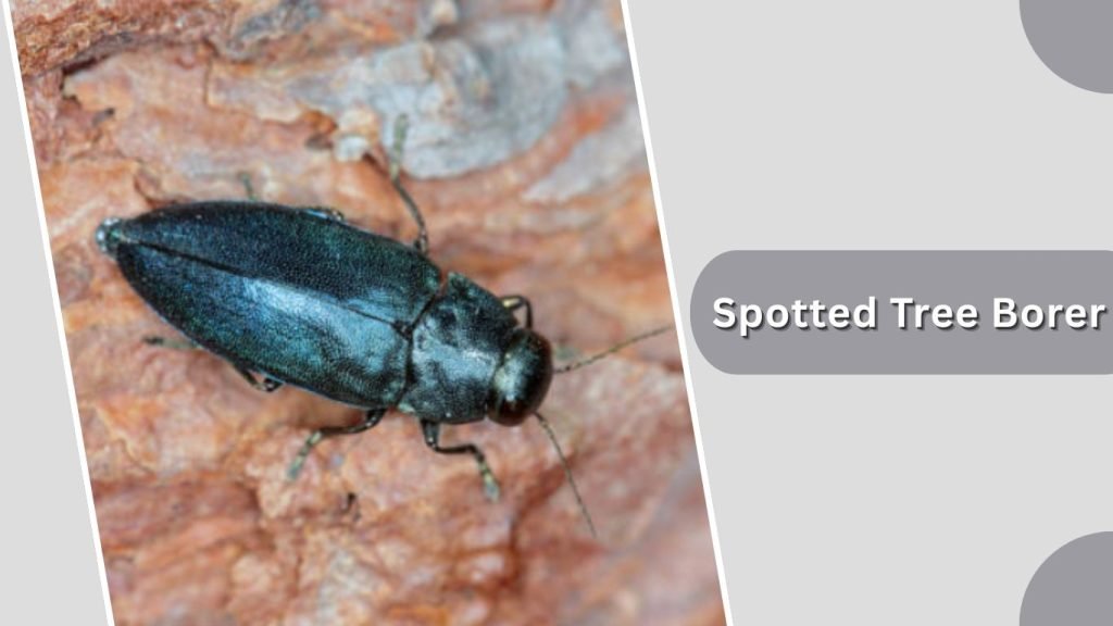 Spotted Tree Borer