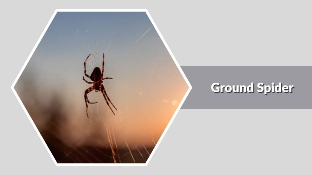 Ground Spider