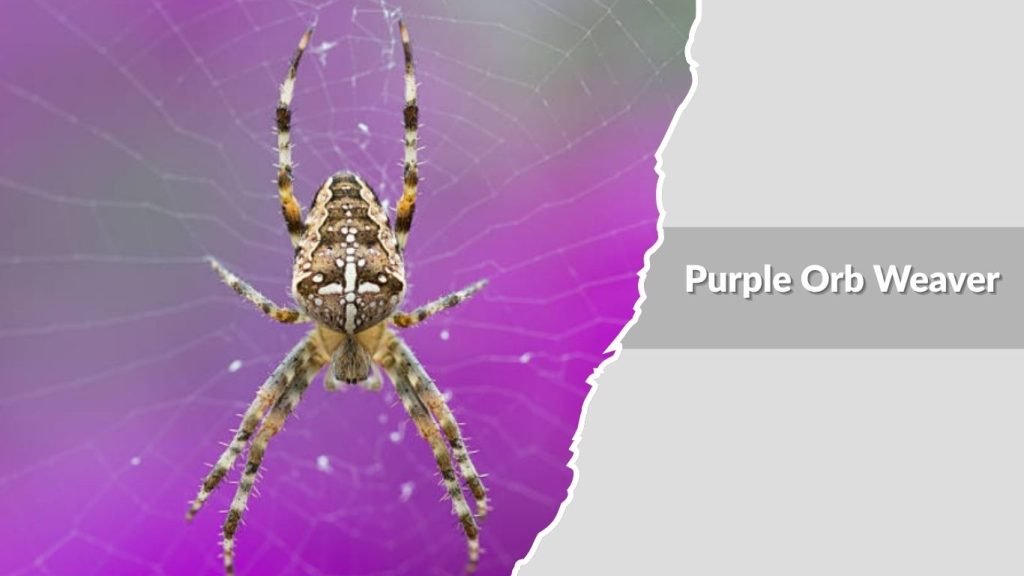  Purple Orb Weaver