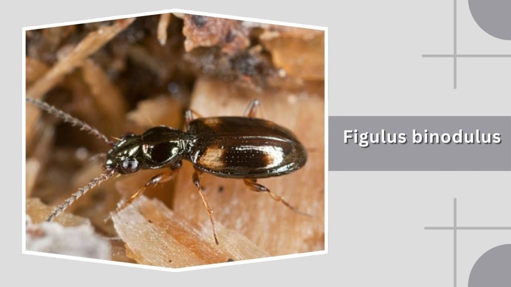 Figulus binodulus