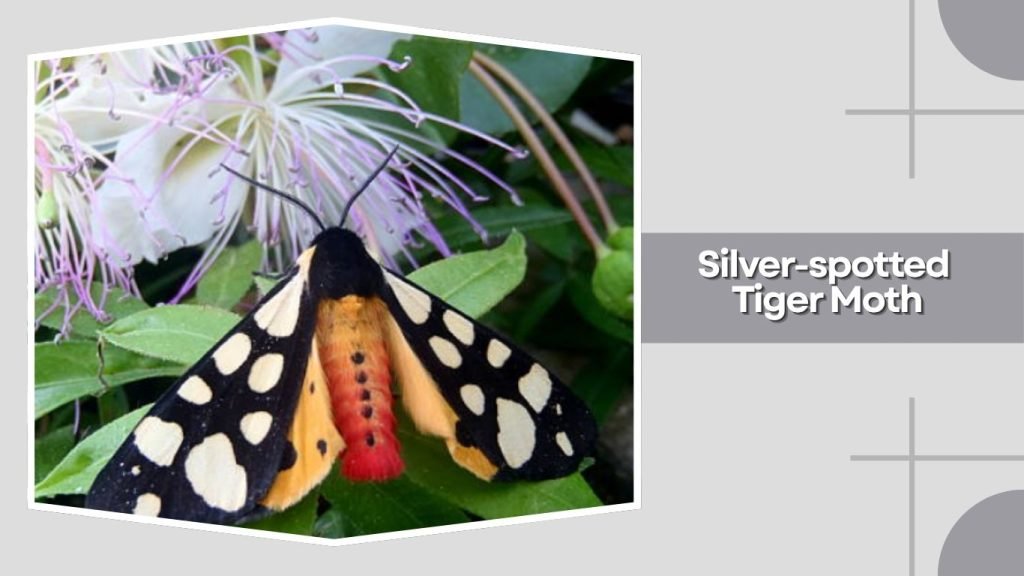 Silver-spotted Tiger Moth