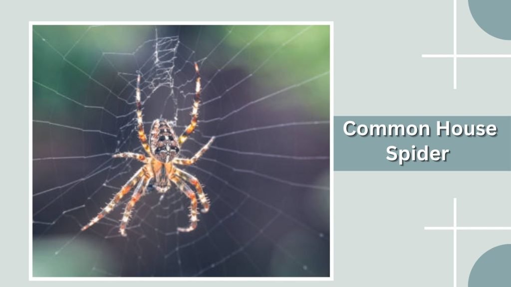  Common House Spider