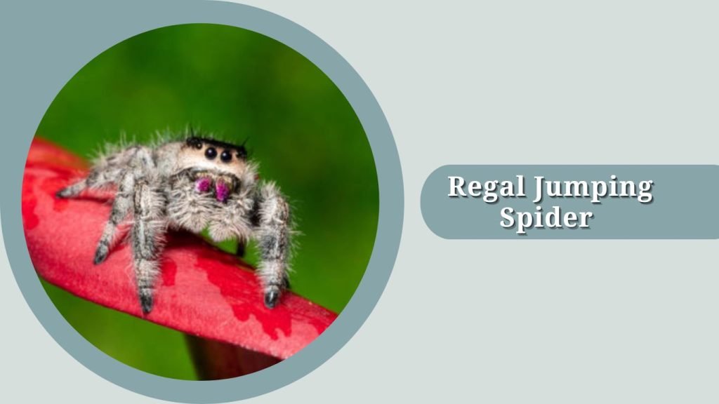 Regal Jumping Spider