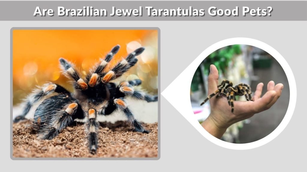Are Brazilian Jewel Tarantulas Good Pets?