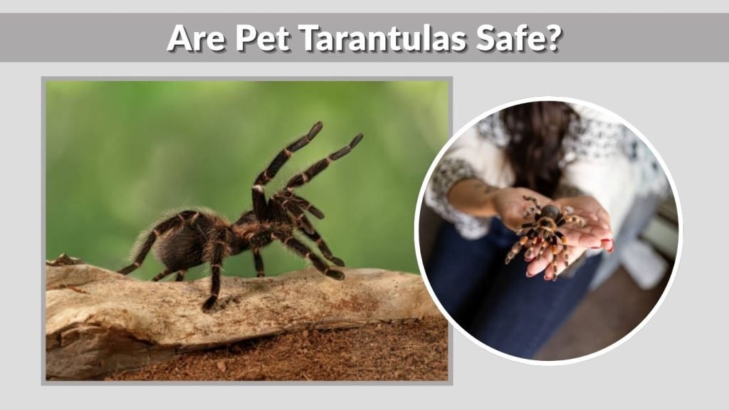 Are Pet Tarantulas Safe?