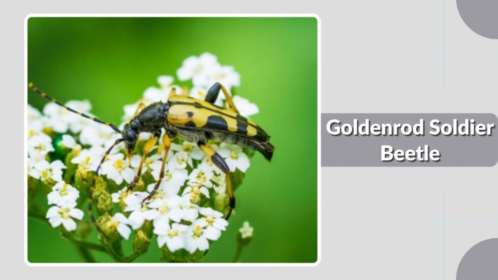 Goldenrod Soldier Beetle