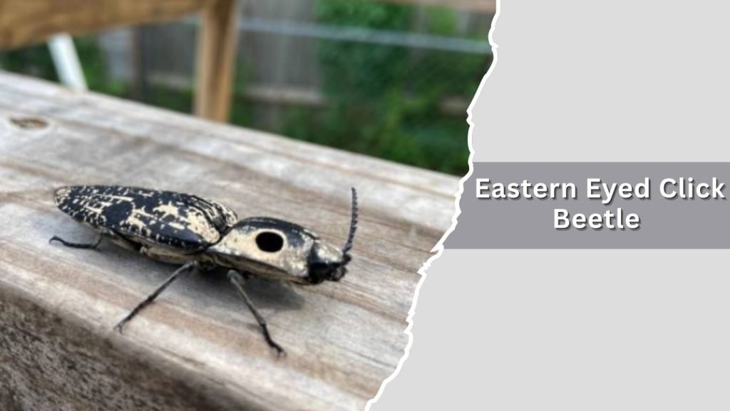  Eastern Eyed Click Beetle